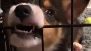 Brown white puppy chews on black metal cage