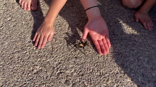 Happy Children Let Wild Tarantula Crawl on Them