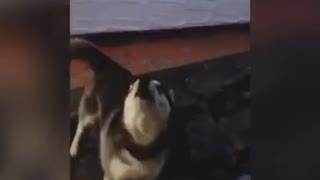 Black and white husky dog barking