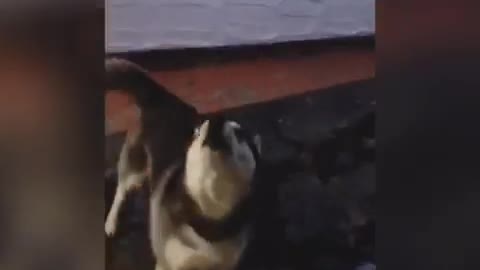 Black and white husky dog barking