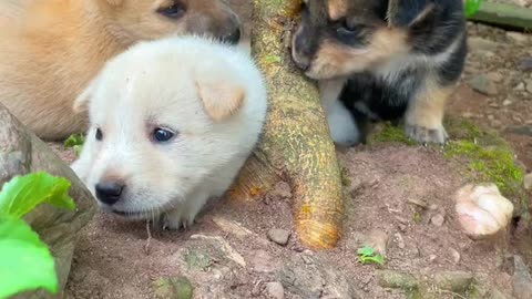 Three cute little dogs