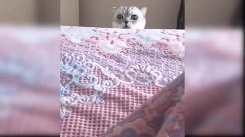 Compilation lovable and very cute cats