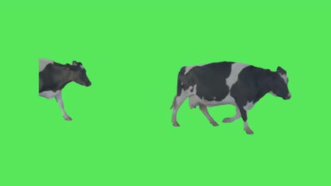 cow green screen keying