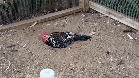 The Rooster Is Dust Bathing