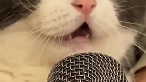 Nice Cat Voice