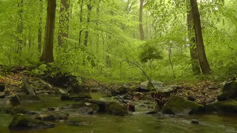 Peaceful Country Creek