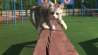 Naughty cute kitten