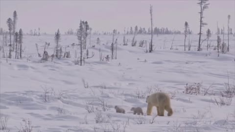 cute polar bear family