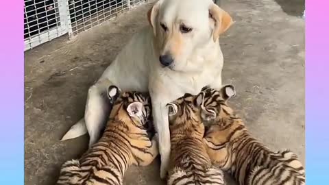 Cute cat and FUNNY dog compliment