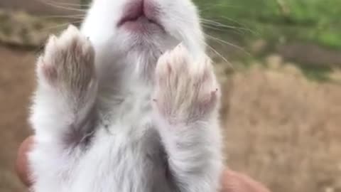 Bunny crying sound 😋