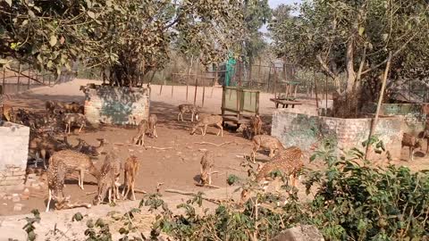 EX situ conservation of Deer in a ZOO