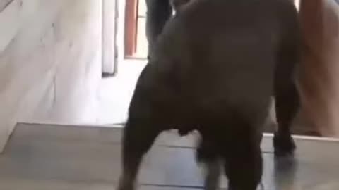 Pitbull Dog funny rolling on the floor the dance