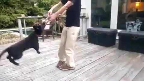 Funny dog swing by mouth The dog is not letting go