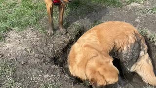 Golden Retrievers Find the Perfect Mud Puddle