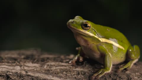 Green toad breathing with a dark background