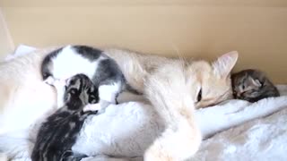Mother cat sleeps surrounded by baby kittens
