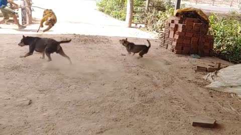 Wow Very Nice Dog! Fake Tiger Prank Dog Run So Very Funny Try To Stop Laugh Challenge Pranks