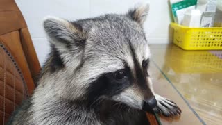 Raccoon sits at the table like a human, rubbing his little hands together and eating cabbage.