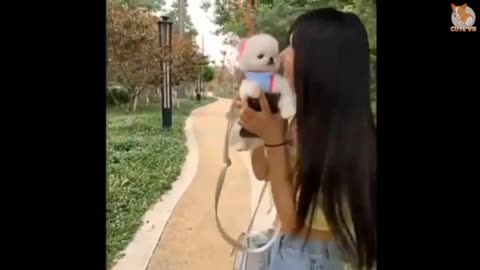 Most Famous puppy's,dogs, puppies Pomeranian TikTok Compilation 2021