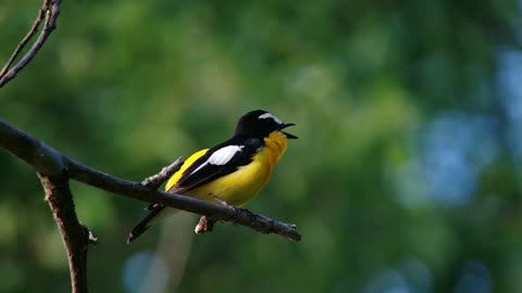 Yellow-rumped Flycatcher 흰눈썹황금새 수컷