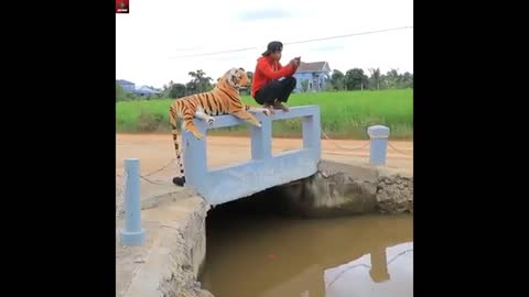 Funny Prank - Fake Tiger Vs Men new content 2021