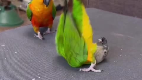 Fummy Parrot viral vodeo