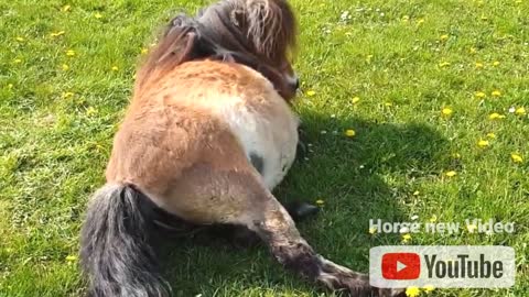 Mother Miniature Horse Happy When Giving Birth To Cute Baby __ New filly #Mother.mp4