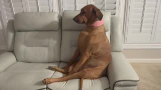 Sassy Dog Gives Attitude For Not Getting A Snack