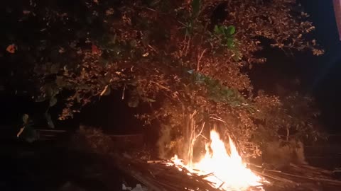 Burning of haunted trees part 2