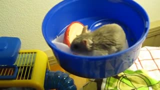 Hamster licking her Tongue with the Cage