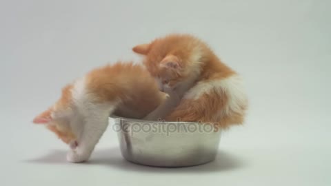 Two ginger kittens sit in a metal dog bowl and both play"