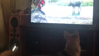 Dog watches moose on tv