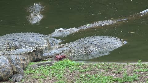 Nile Crocodiles eat chunks of meat at the water's edge