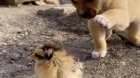 Cutie doggy and lovely chicken