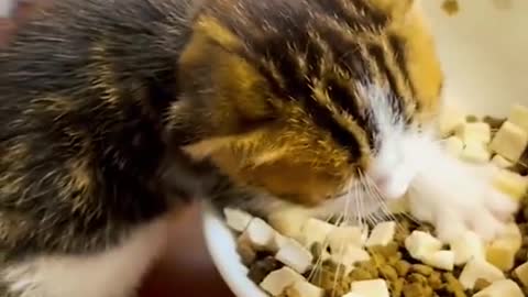 Funny Kittens Videos