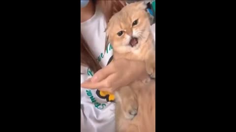 Funny Animal videos 😂 New Funny Cats and Dogs Videos 😻🐶