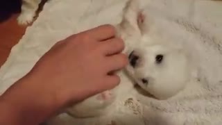 Little puppy loves to cuddle very much