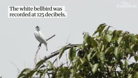 White Bellbird (White Bellbird) with the Loudest Chirping in the World Reaching 125 Decibels.