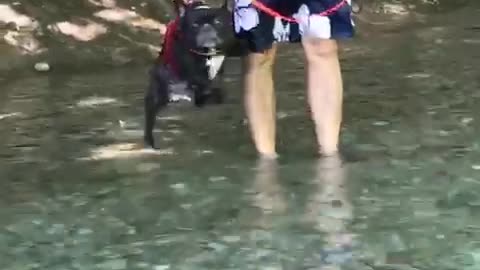 French Bulldog Air-Swims When Held Over Water