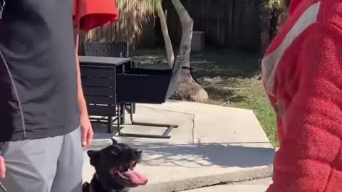 Interessant Dog Training video