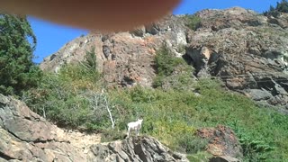 Doll Sheep in Alaska