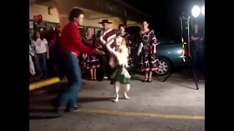 Funny cats and dogs dancing