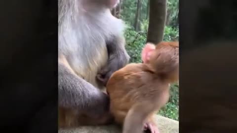 funny monkey video 12