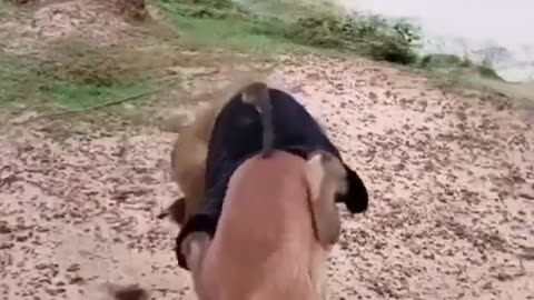 Animal funny video