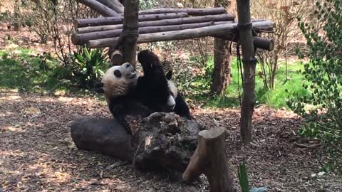 Two pandas playing with each other
