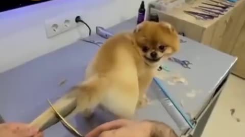 Dog tail hair cutting