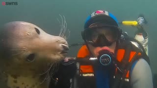 Video shows seal appearing to 'hug' underwater diver