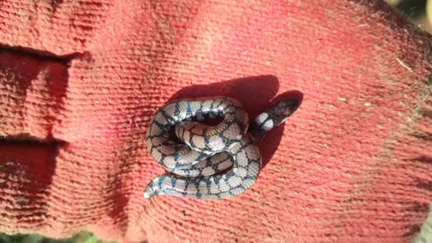 pipe baby snake