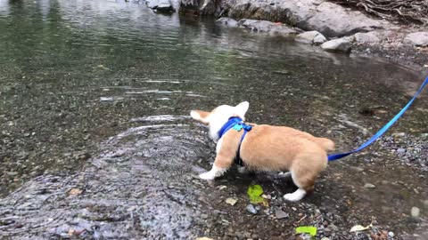 Floof and puddles