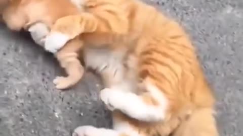 Baby cats cut funny vedio